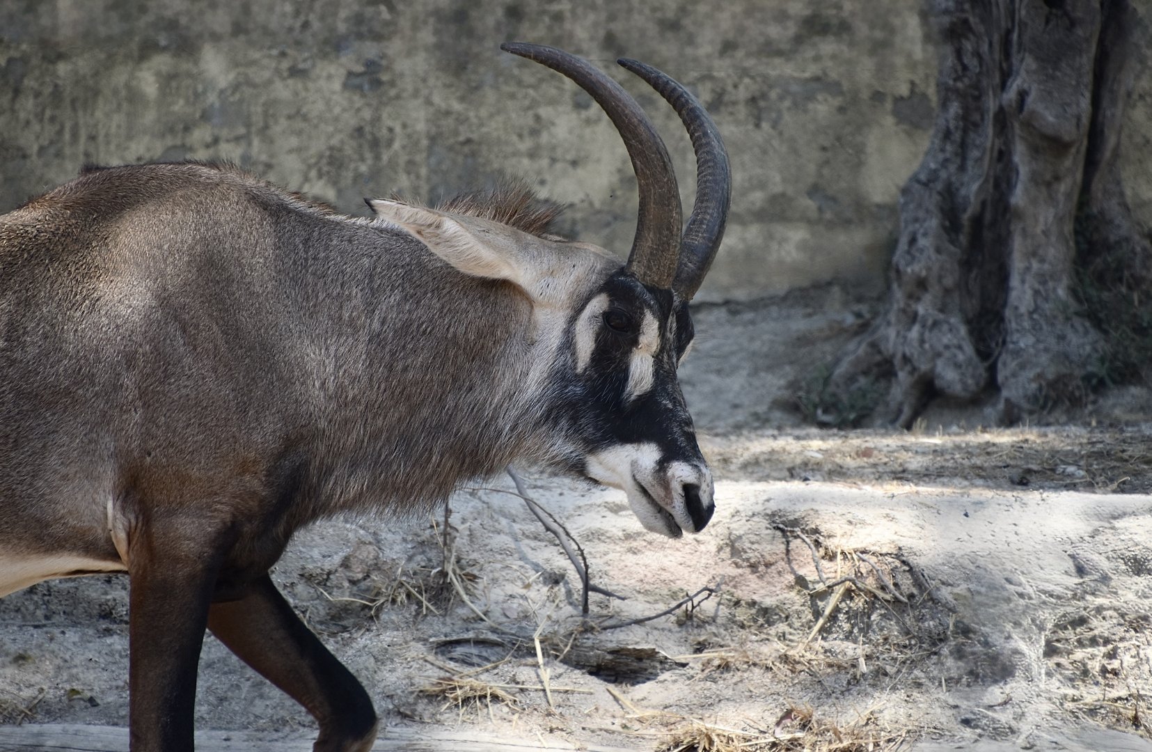 Roan Antelope (Hippotragus equinus)