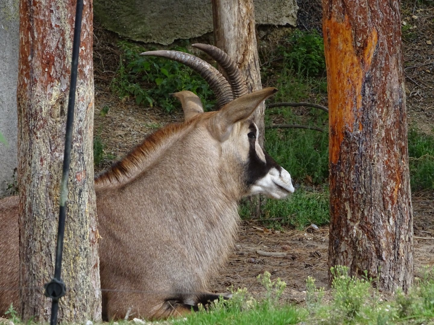 Roan antelope (Hippotragus equinus)