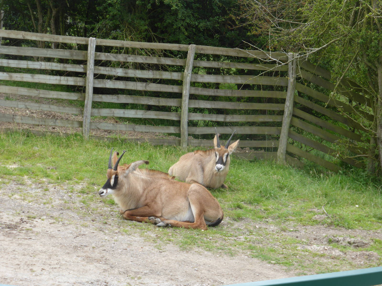 Roan antelope in African Experience