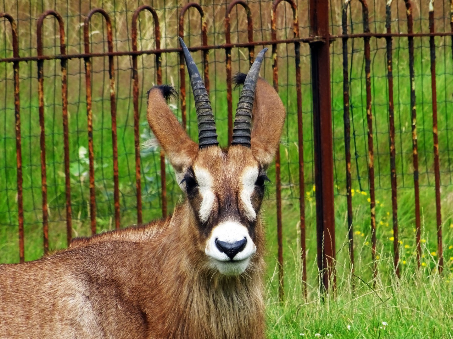 Roan Antelope, July 2019