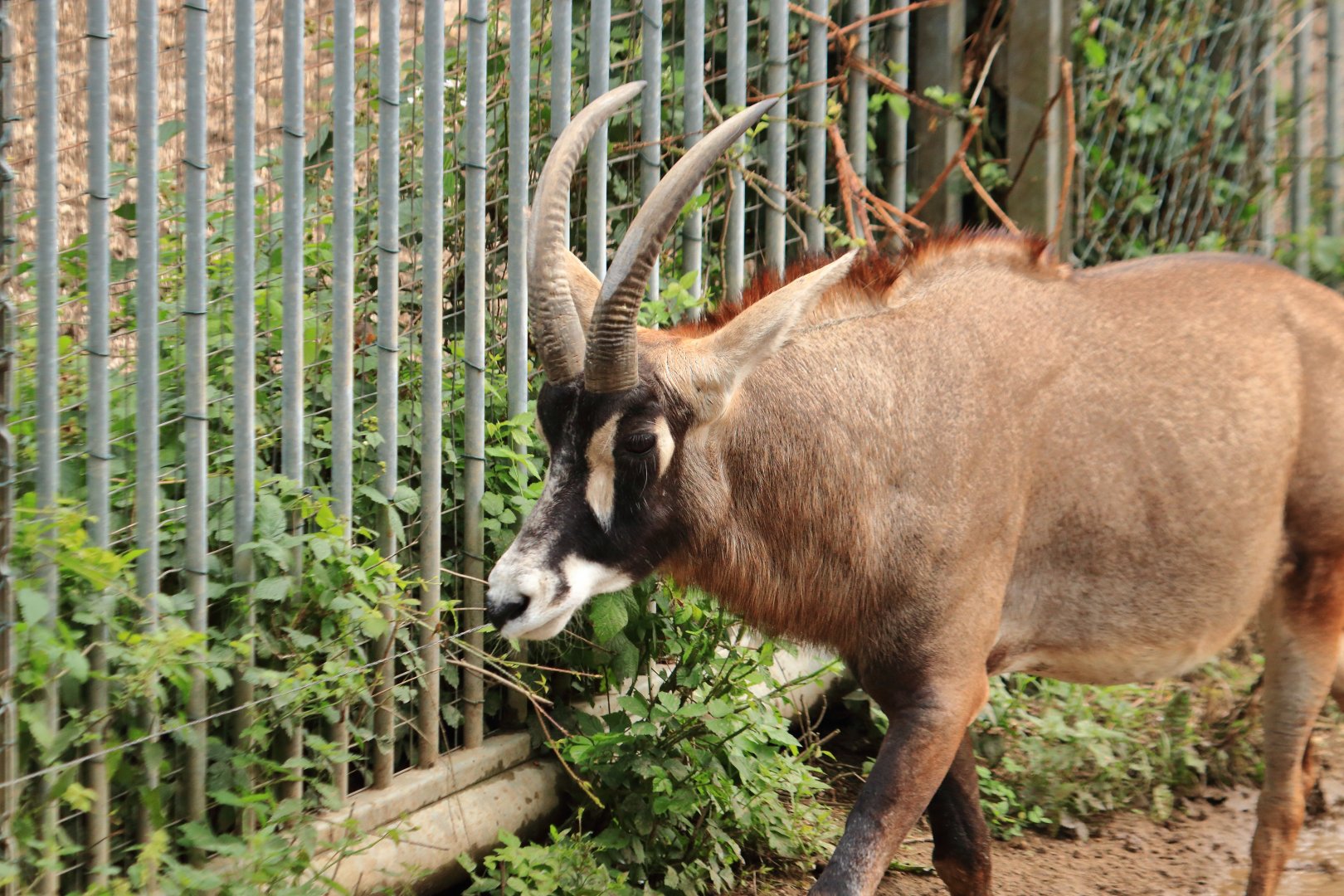 Roan antelope (July 2020)