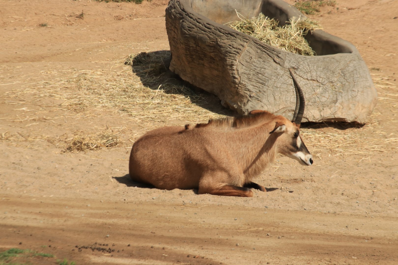 Roan antelope (June 2019)