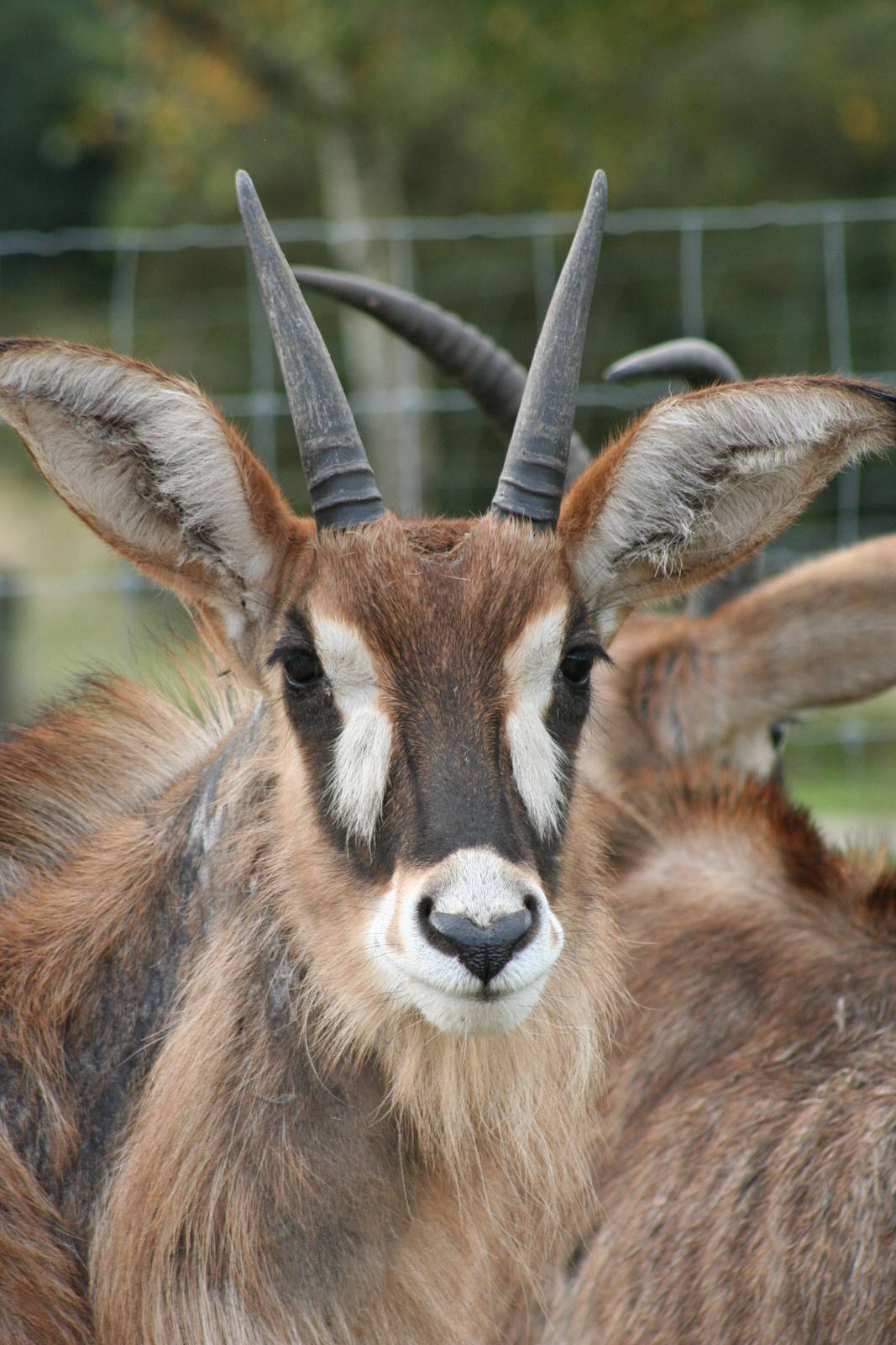 Roan Antelope @ Knowsley; 25.10.2014
