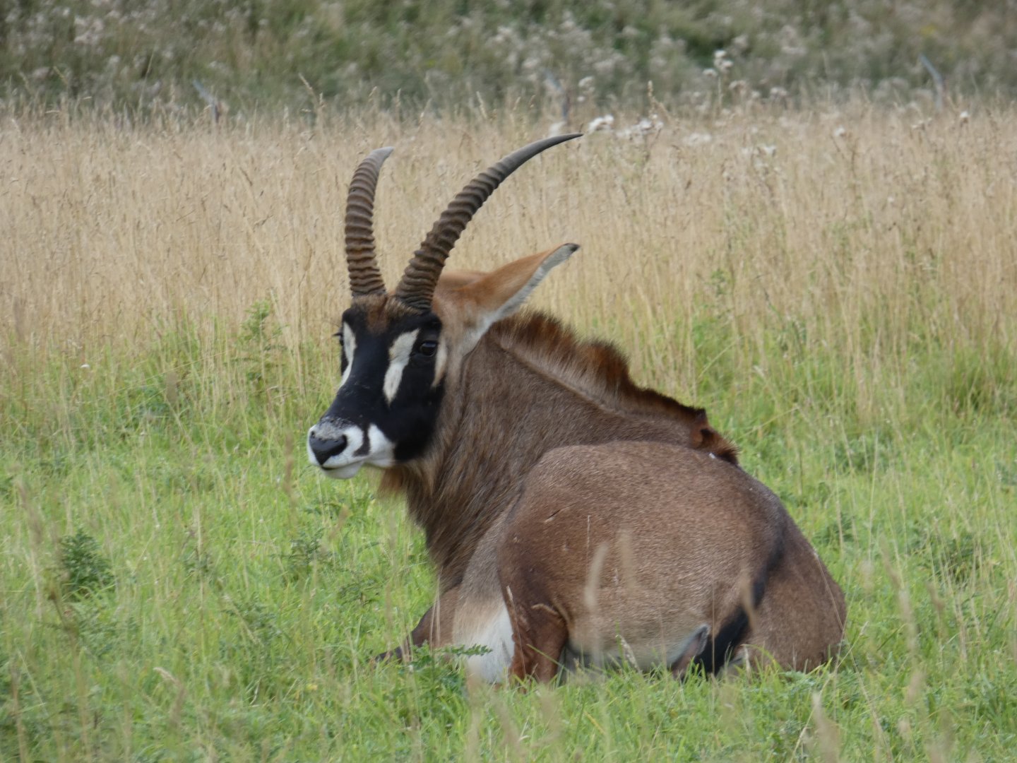 Roan antelope laying down