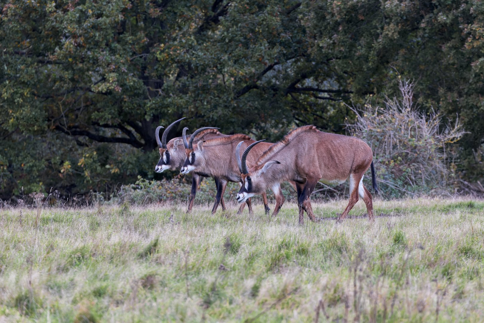 Roan Antelope (males) / Watatunga / 7-11-23