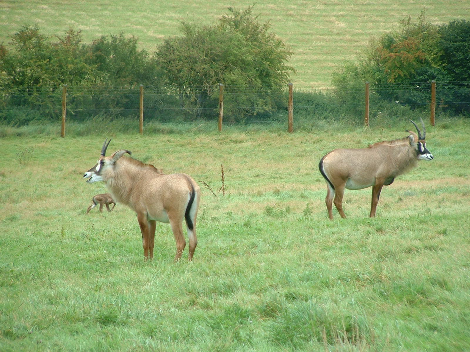 Roan Antelope - Marwell 2007