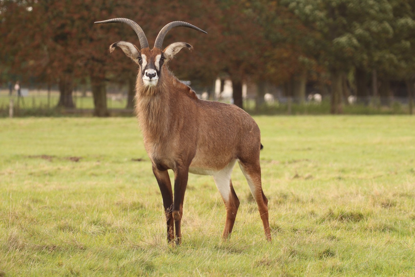 Roan Antelope, Oct 2016