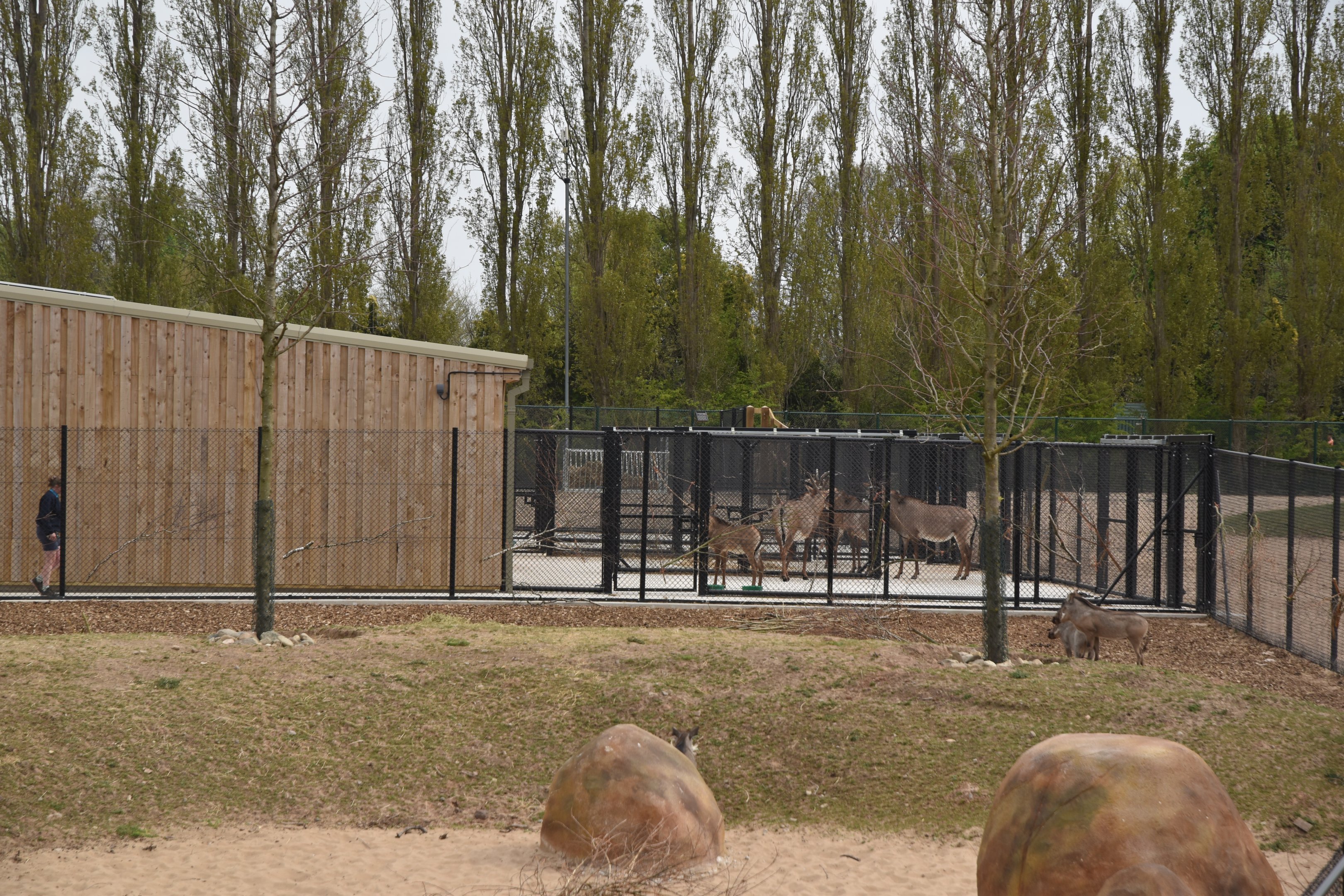 Roan Antelope on Hardstanding and Warthogs, Heart of Africa at Chester, 12th April 2025