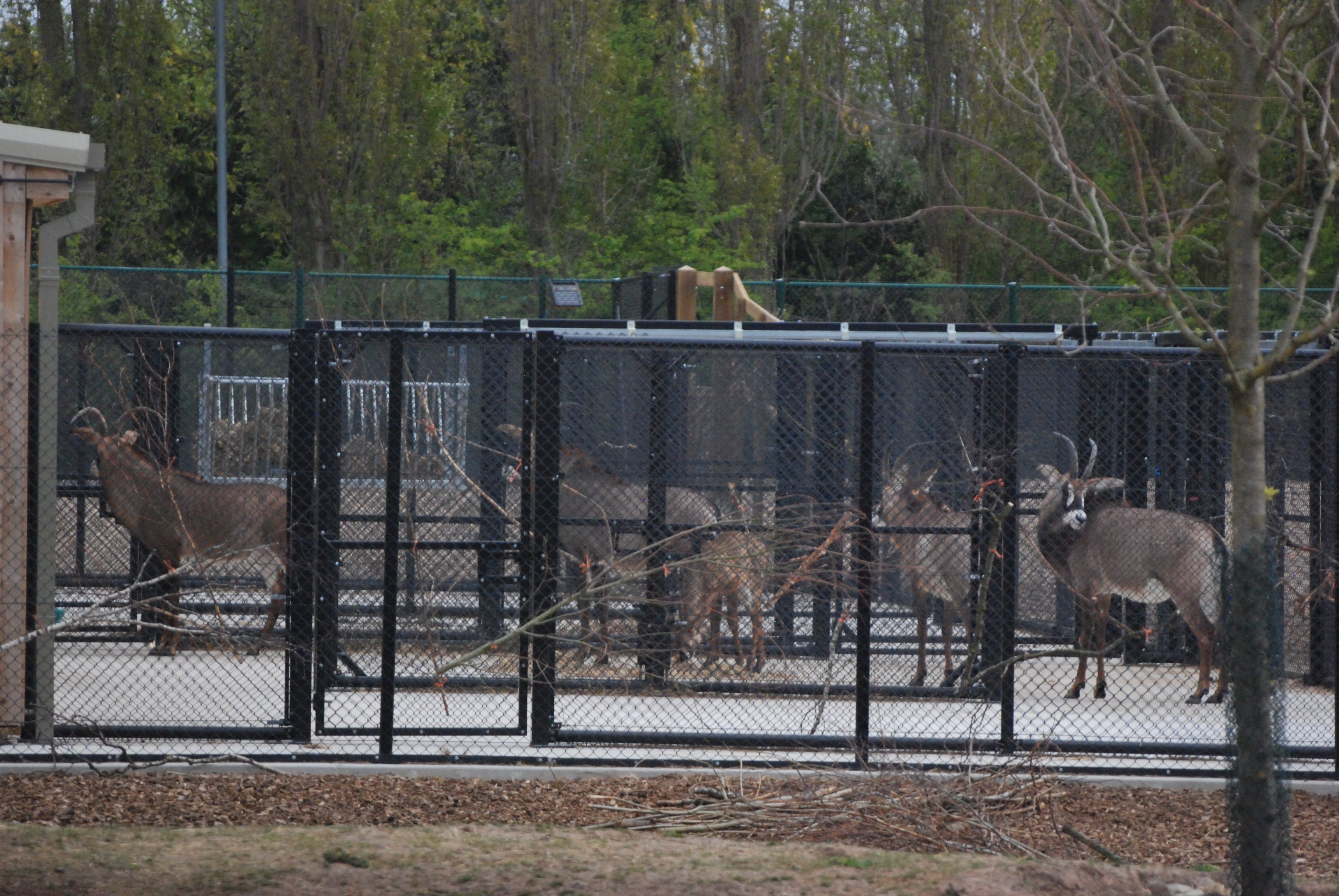 Roan Antelope on the Main Savannah, Heart of Africa at Chester, 12th April 2025