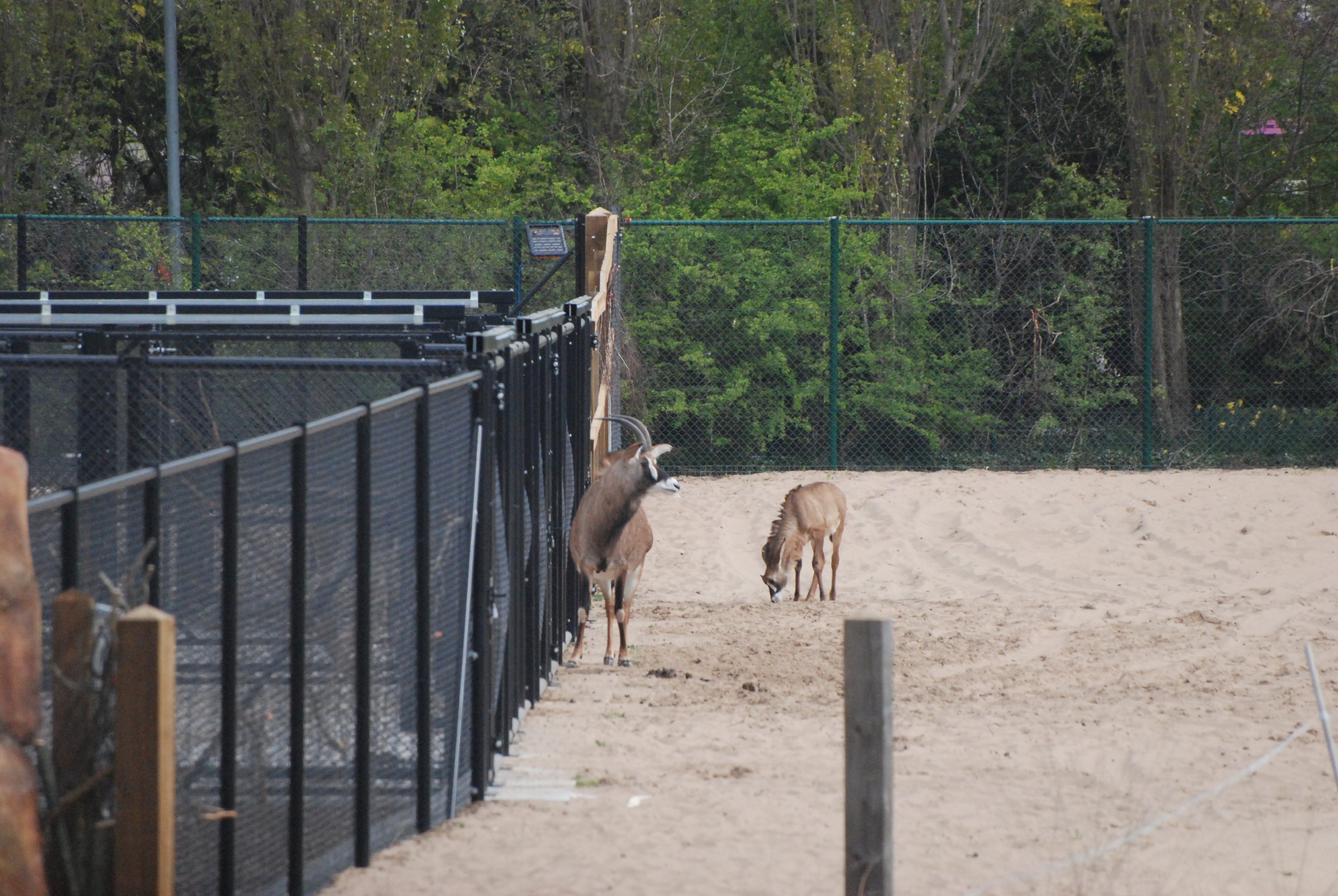 Roan Antelope on the Main Savannah, Heart of Africa at Chester, 12th April 2025
