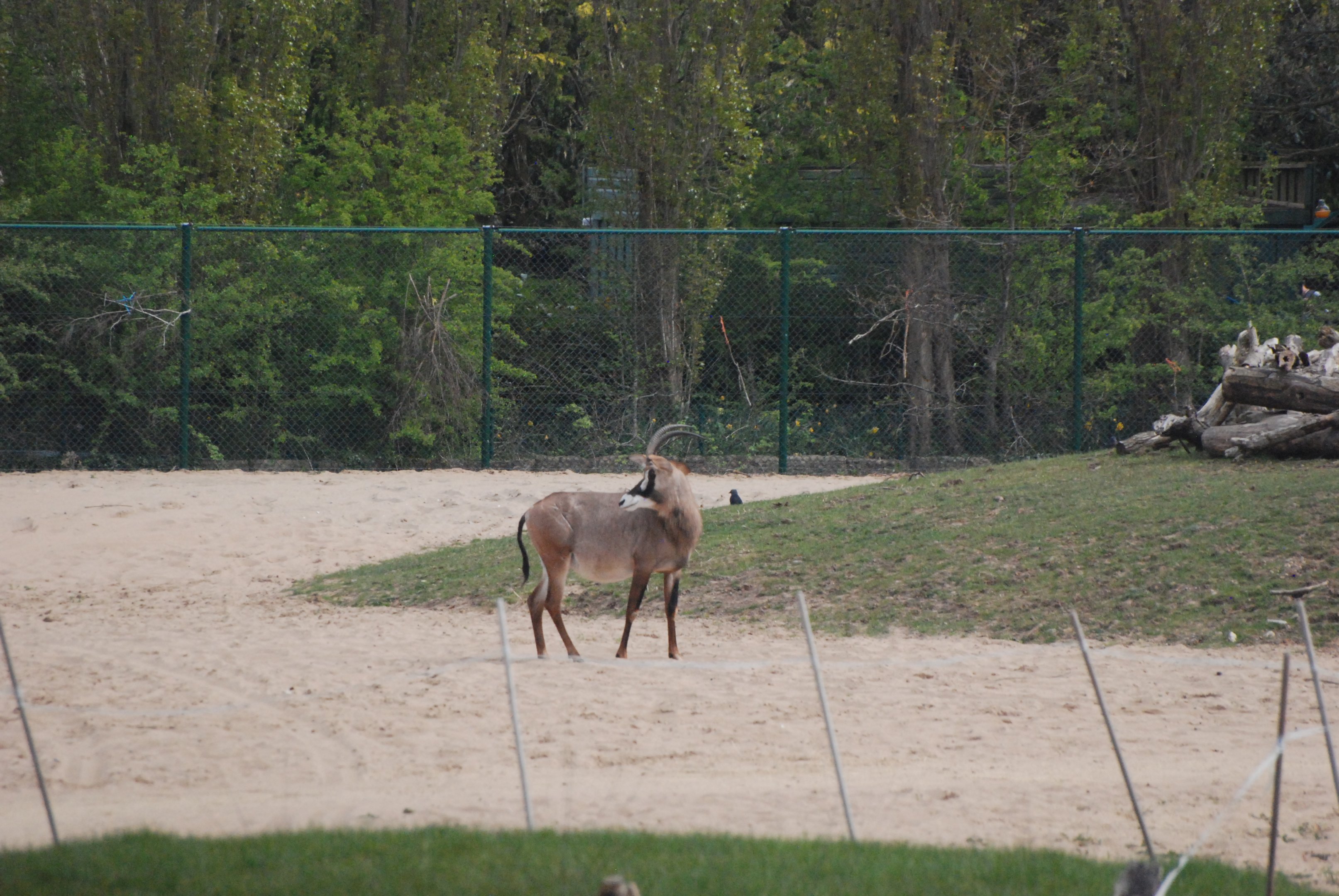 Roan Antelope on the Main Savannah, Heart of Africa at Chester, 12th April 2025