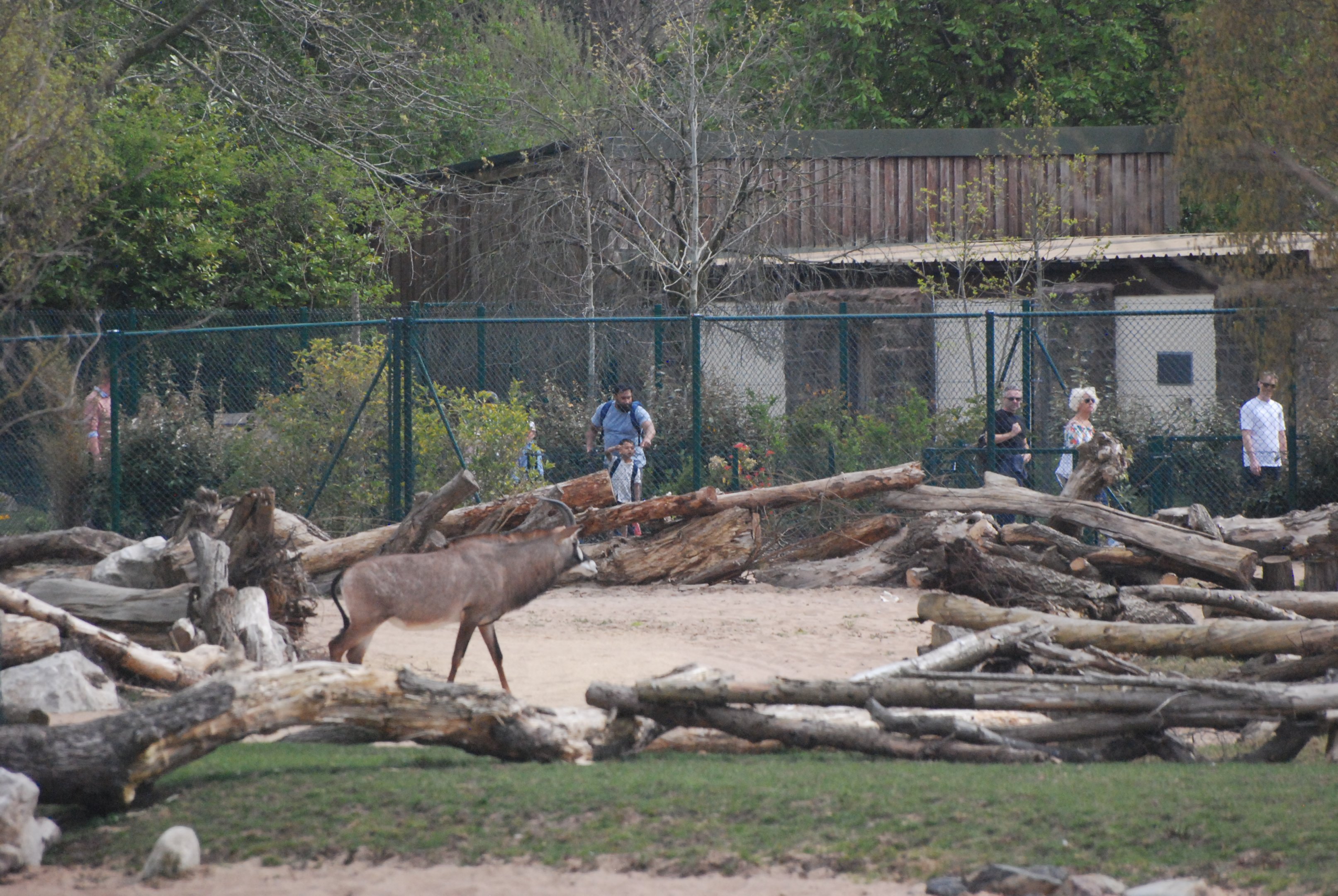Roan Antelope on the Main Savannah, Heart of Africa at Chester, 12th April 2025