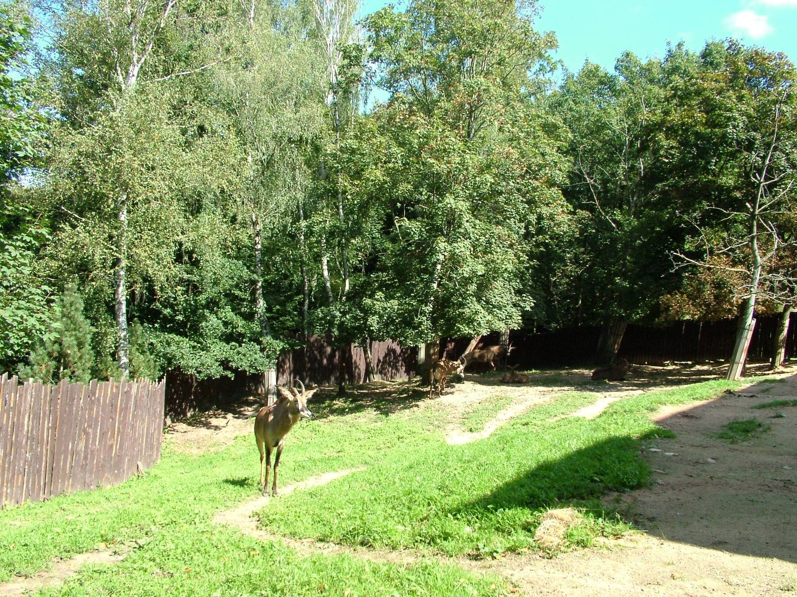 Roan Antelope Paddock at Liberec, 28/08/12