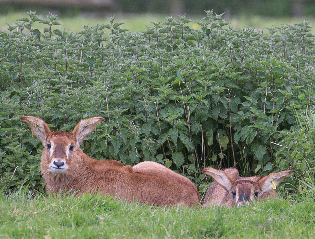 Roan antelope : Port Lympne : 05 May 2017