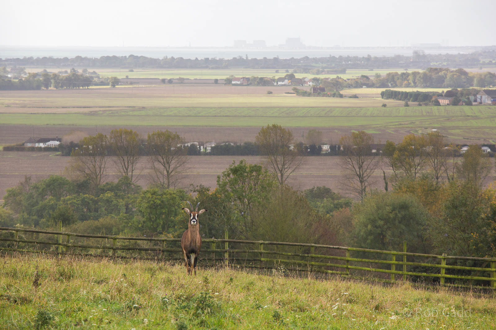 Roan antelope : Port Lympne : 17 Oct 2014