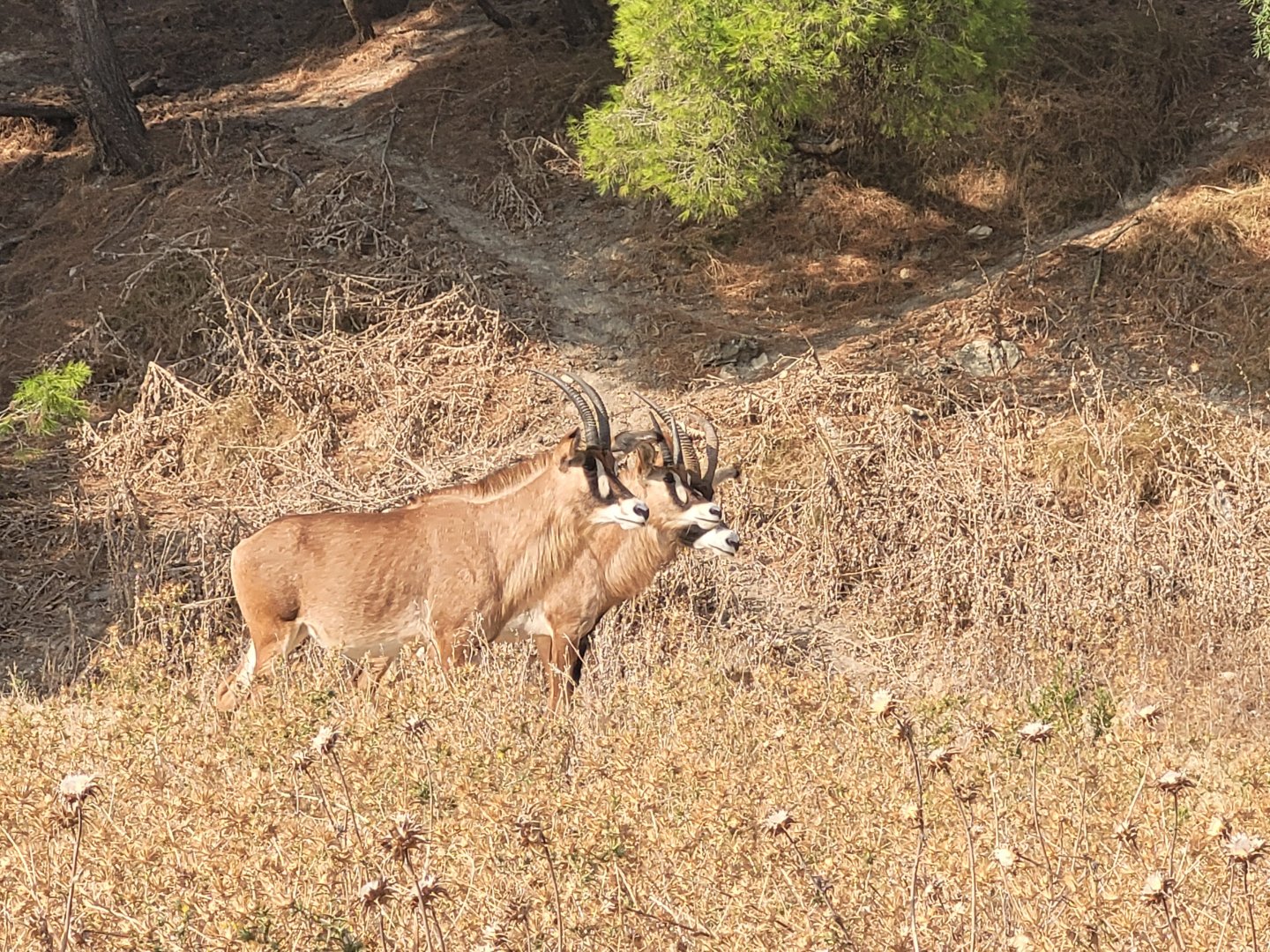 Roan antelope -Réserve Africaine de Sigean (2022)