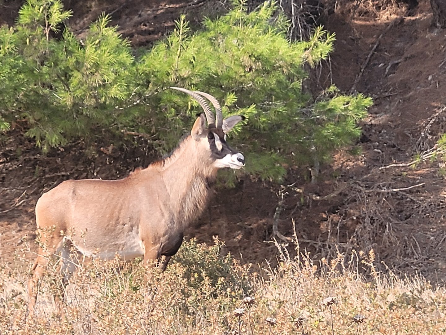 Roan antelope -Réserve Africaine de Sigean (2022)
