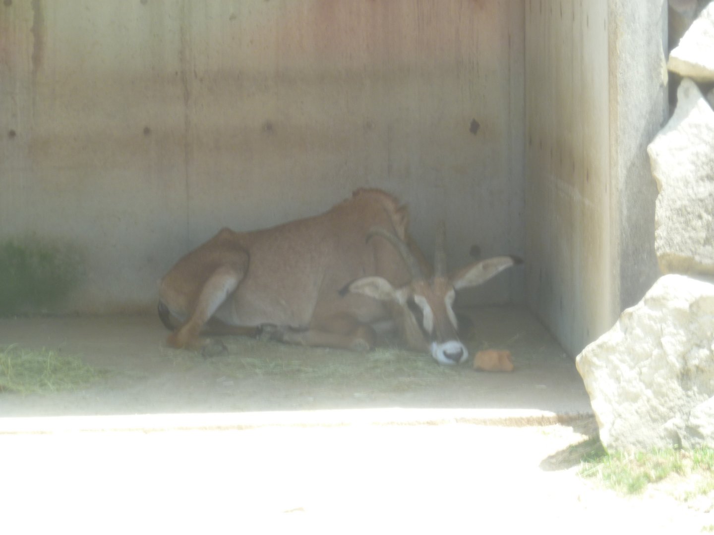 roan antelope resting July 2016