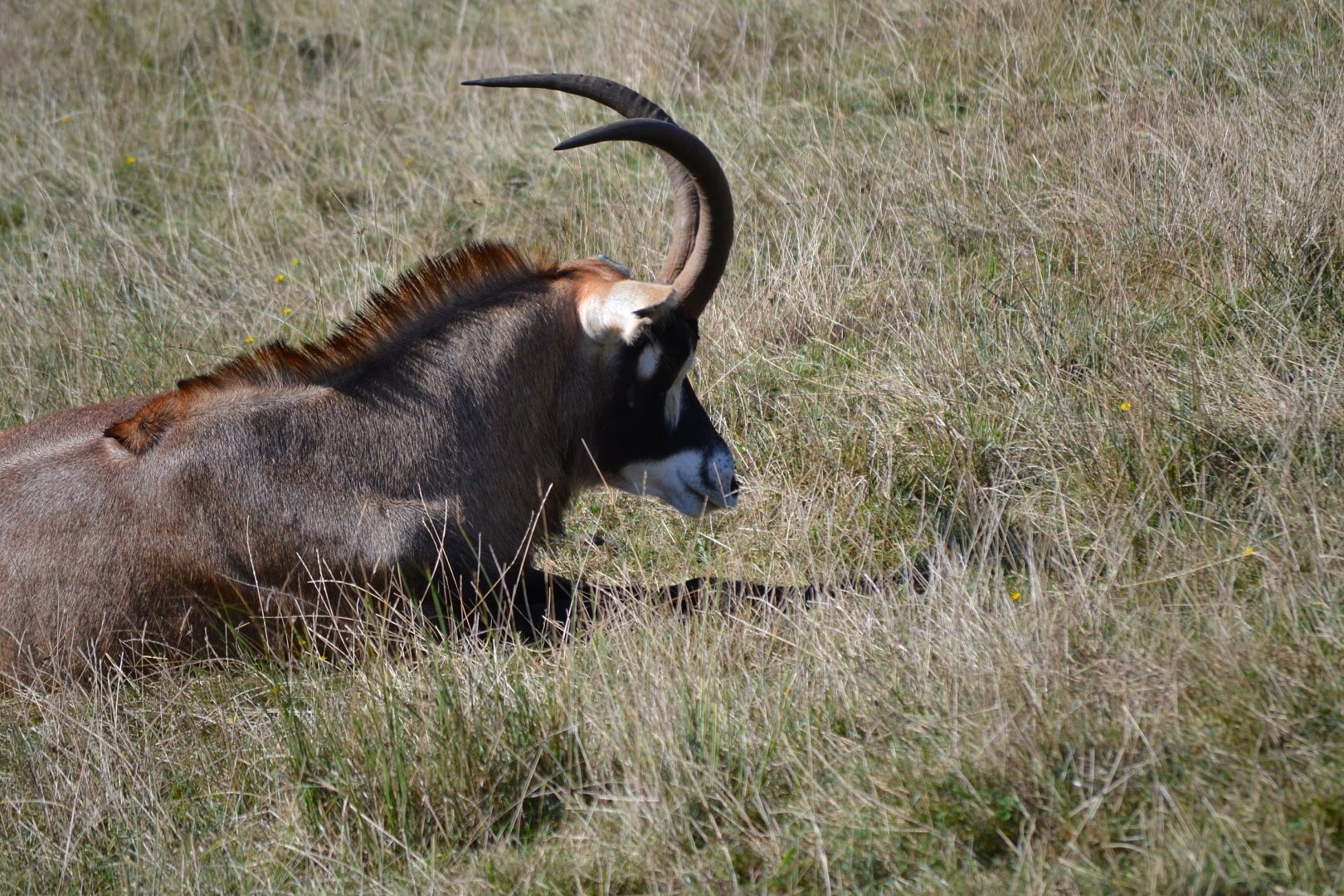 Roan Antelope - September 2016