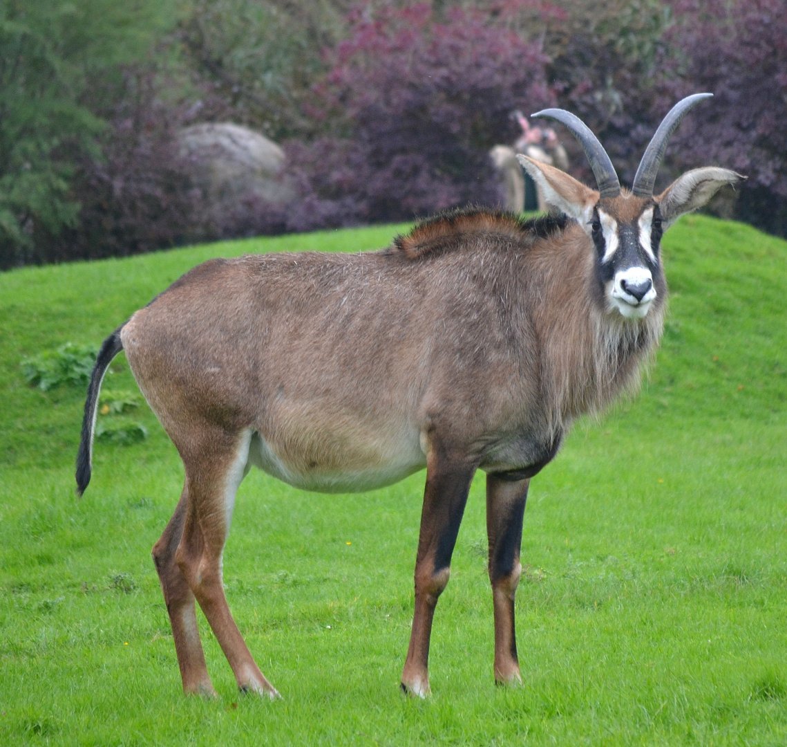 Roan Antelope - September 2017