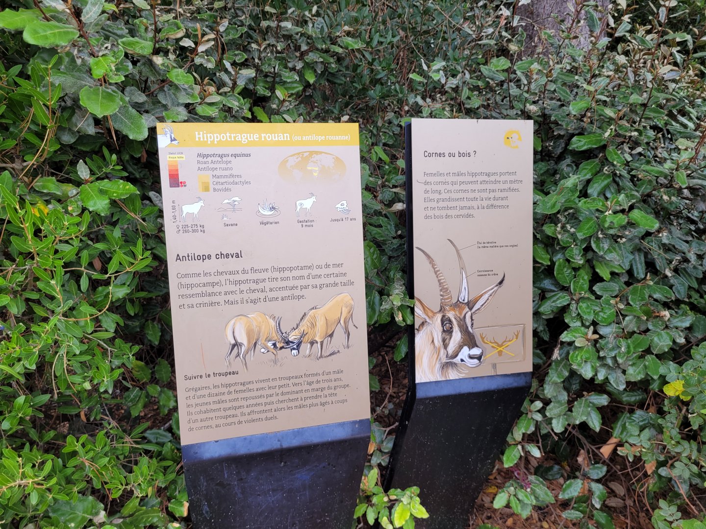 Roan antelope sign -Parc Zoologique de Paris (2022)