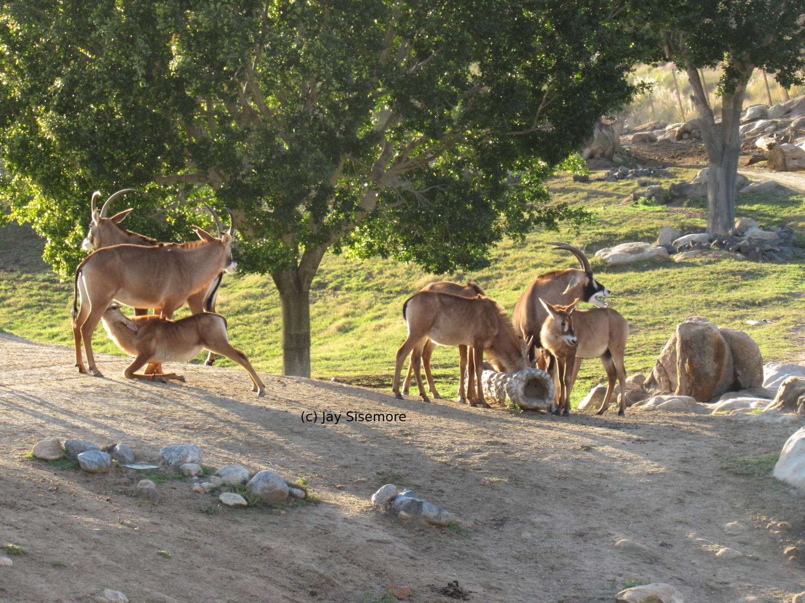 Roan Antelope Trying Too Hard to Nurse