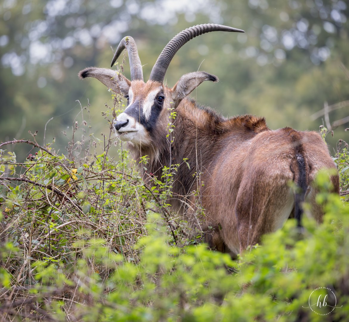 Roan Antelope / Watatunga / 21-10-24