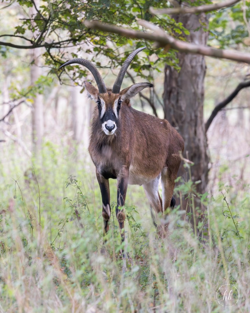 Roan Antelope / Watatunga / 21-10-24