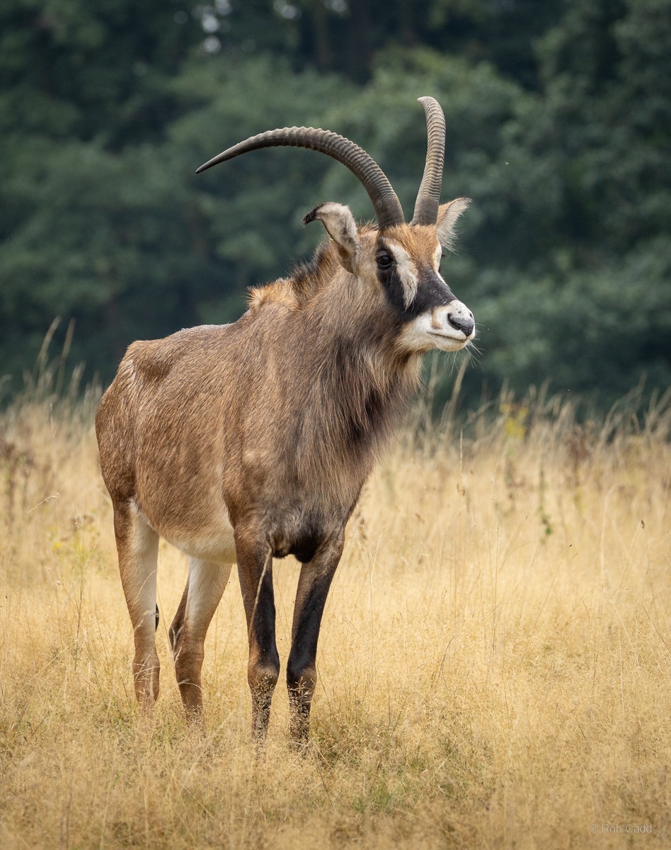 Roan antelope : Watatunga : 22 Sep 2024