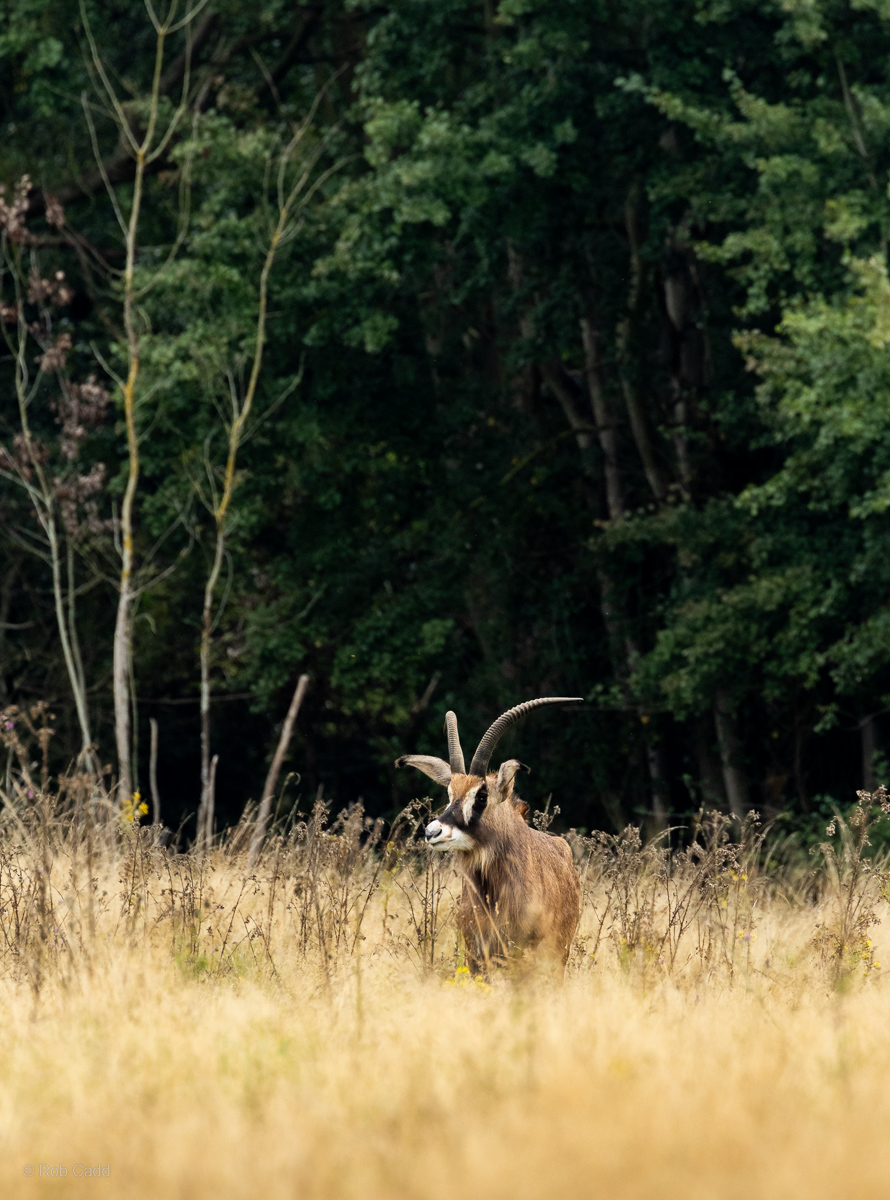 Roan antelope : Watatunga : 22 Sep 2024