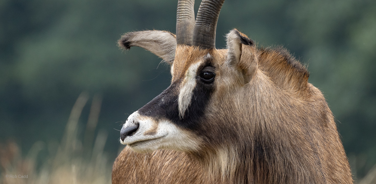 Roan antelope : Watatunga : 22 Sep 2024