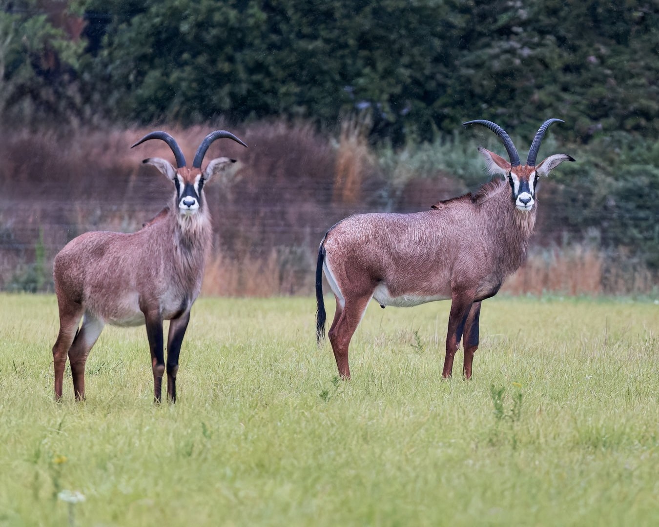 Roan Antelope / Watatunga / 30-7-23