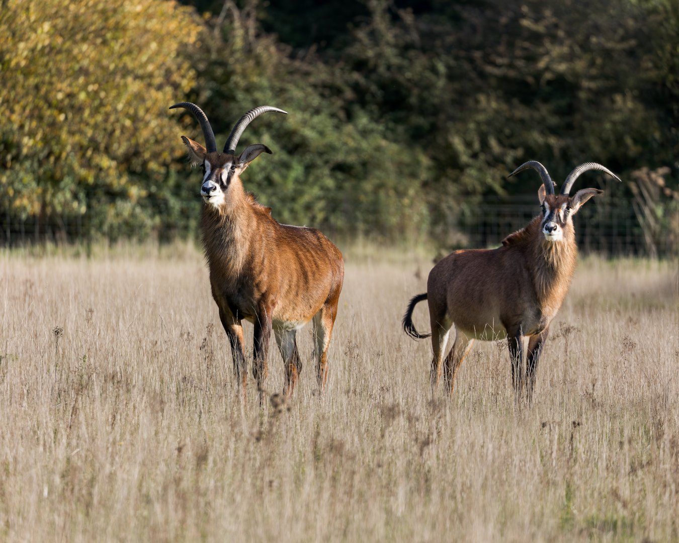 Roan Antelope / Watatunga / 7-11-23