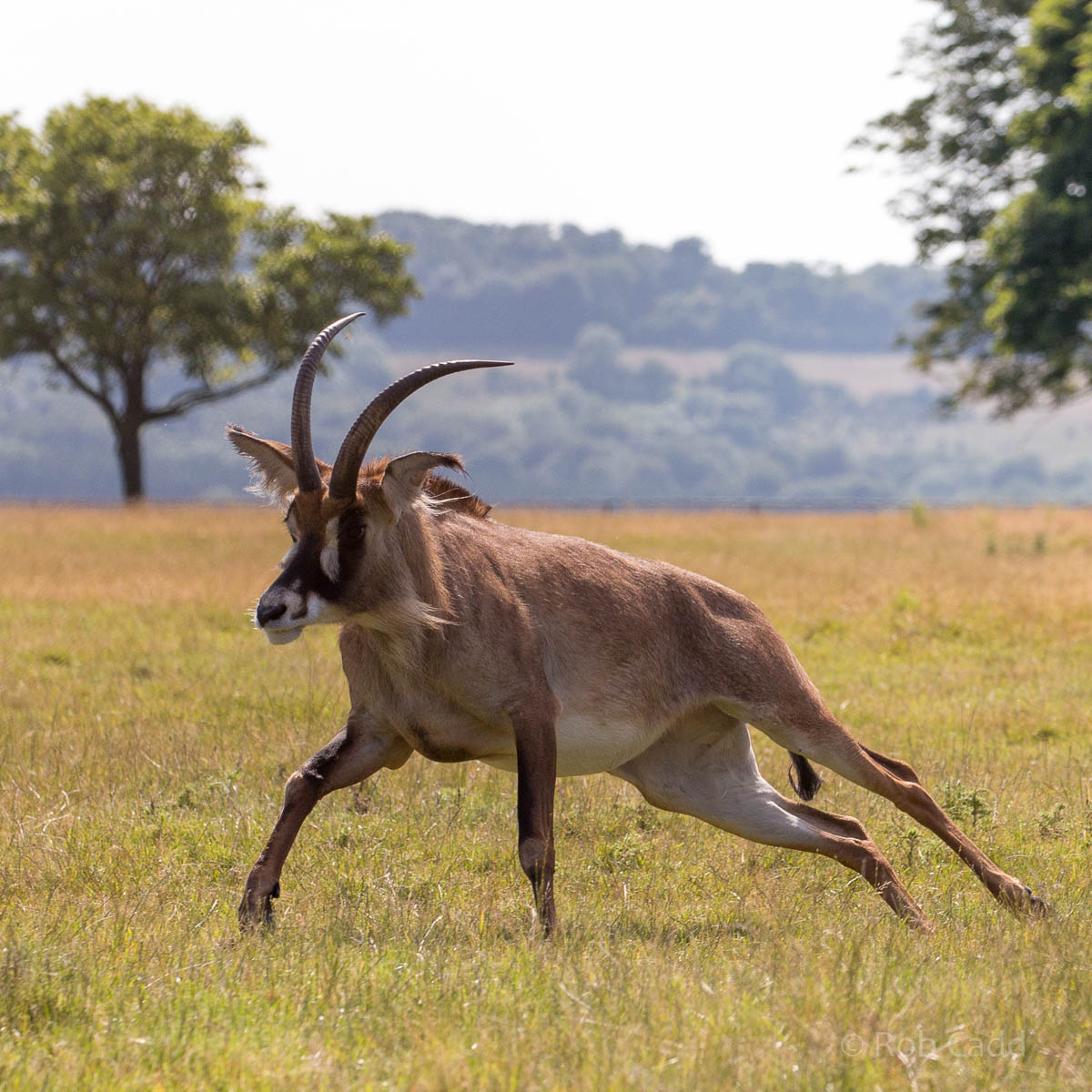 Roan antelope : Whipsnade : 02 Aug 2015