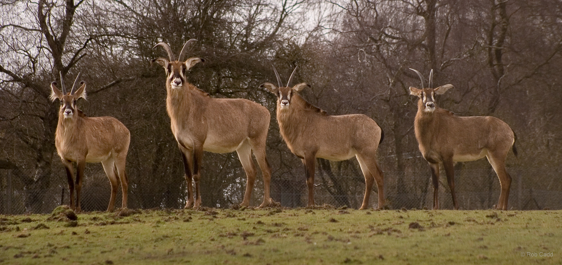 Roan antelope : Whipsnade : 15 Mar 2009