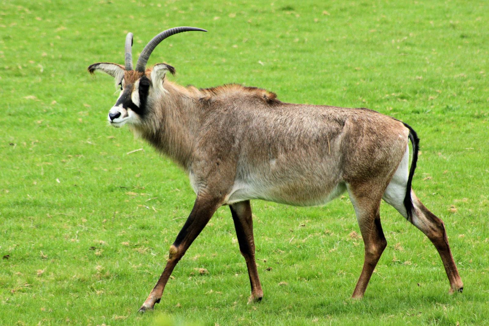 Roan antelope; Whipsnade; 19th April 2014