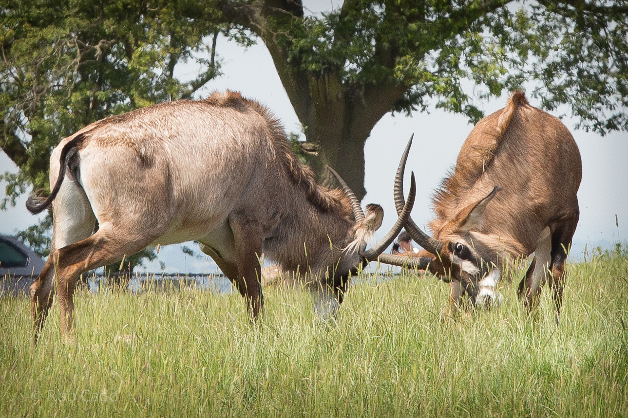 Roan antelope : Whipsnade : 22 Jun 2014