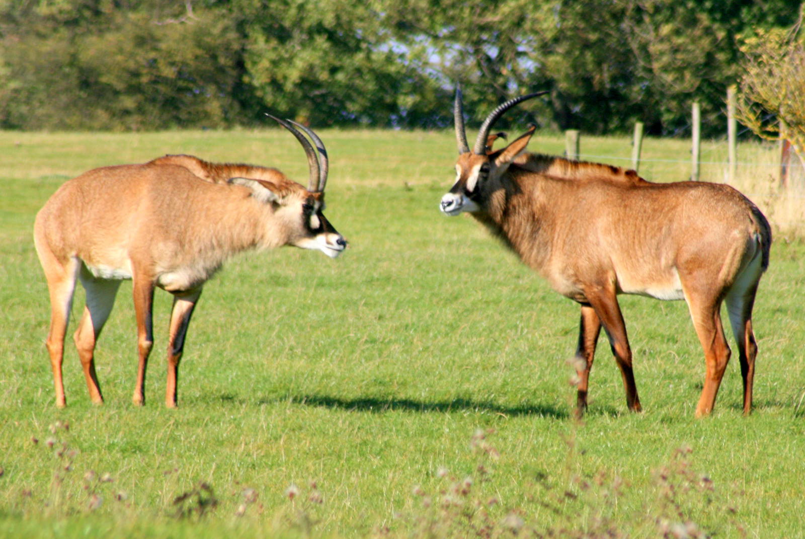 Roan antelope; Whipsnade; 22nd October 2011