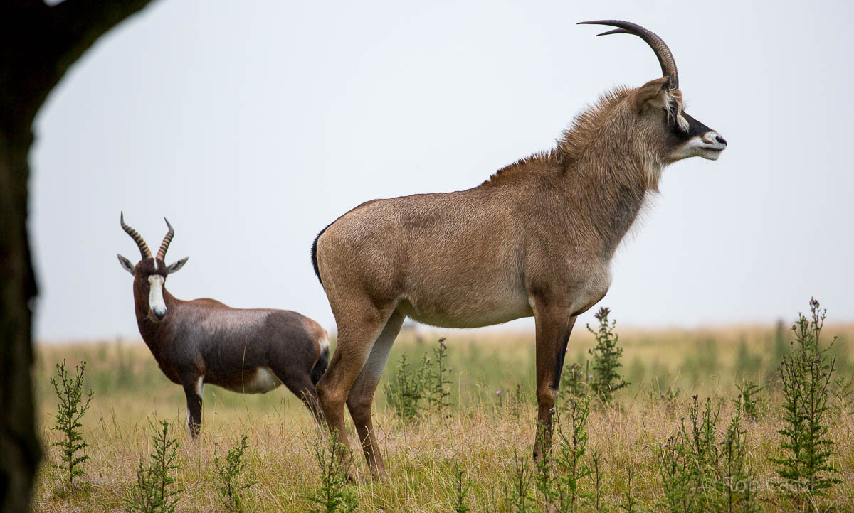 Roan antelope : Whipsnade : 26 Jul 2015