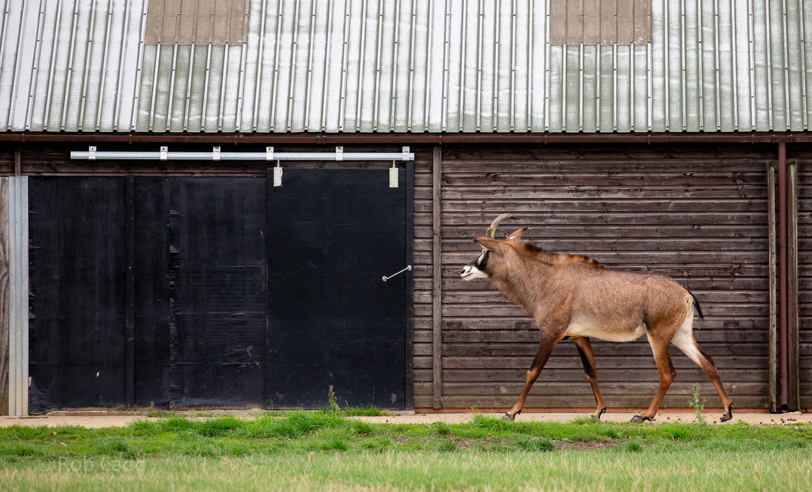 Roan antelope : Whipsnade : 27 Aug 2018