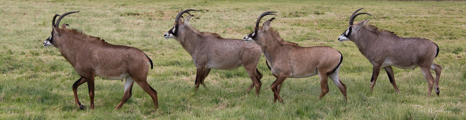 Roan antelope : Whipsnade : 29 Jun 2014 (Q? on subspecies)