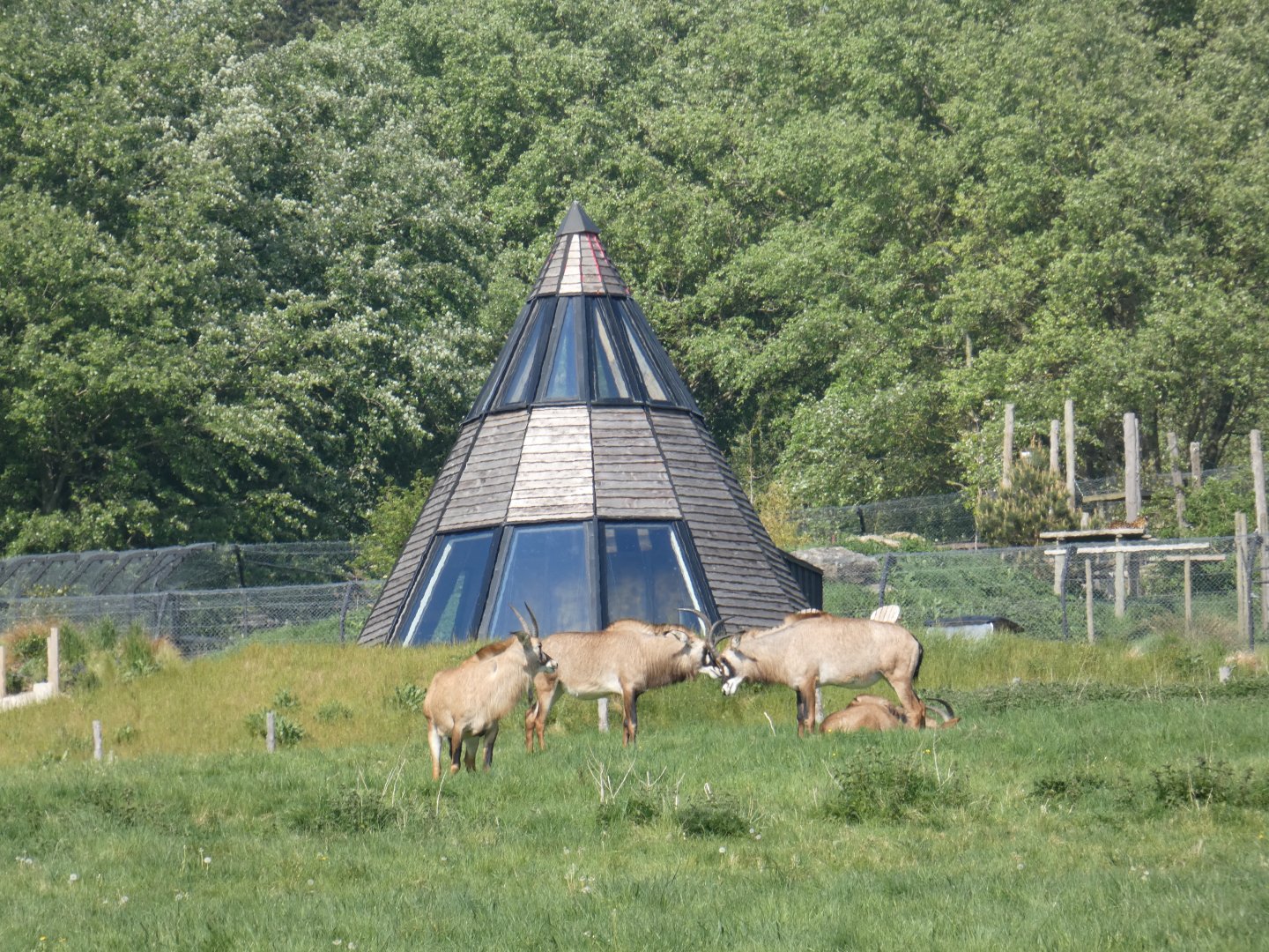 Roan antelope (with Amur leopard in background)