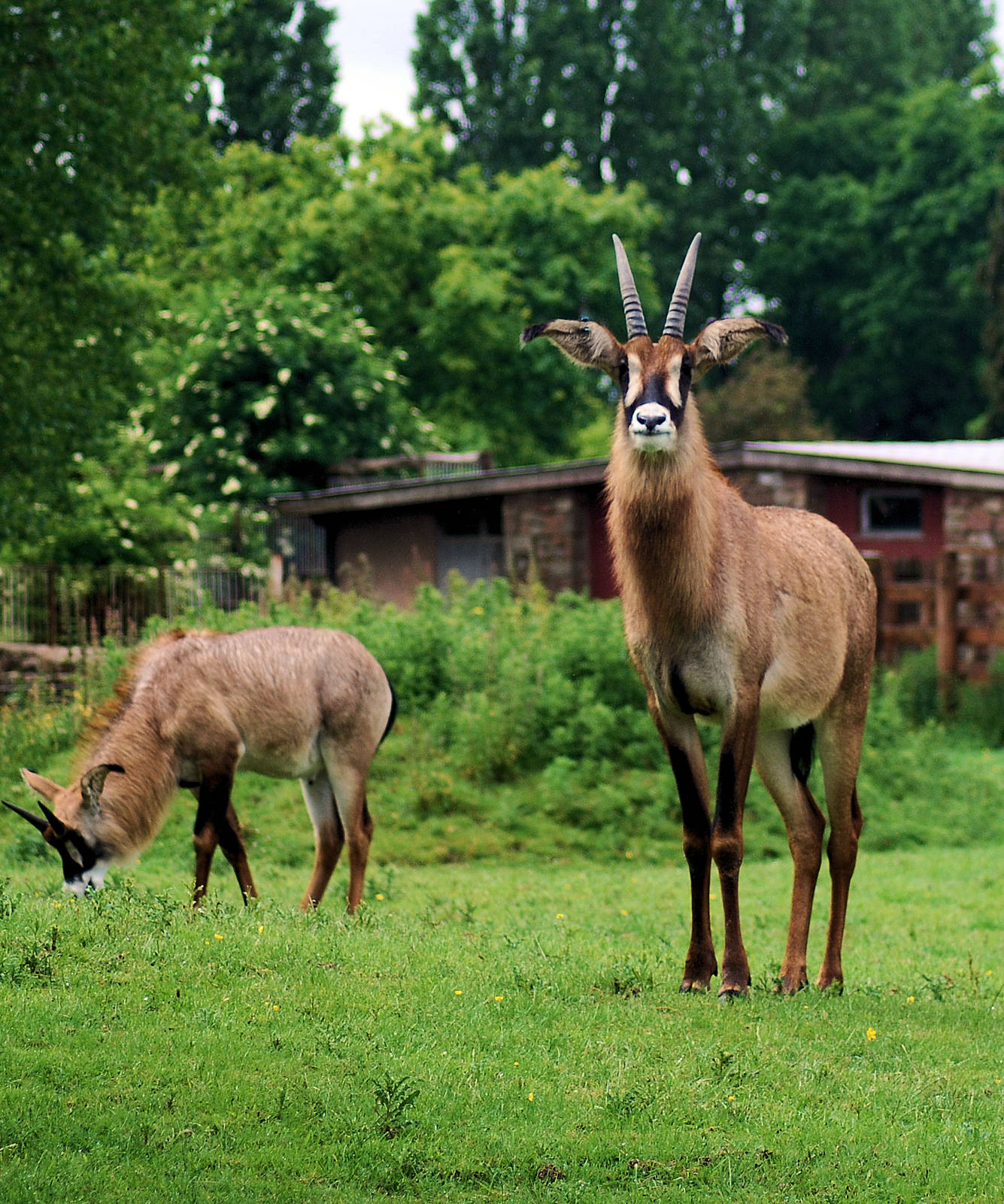 ROAN ANTELOPE