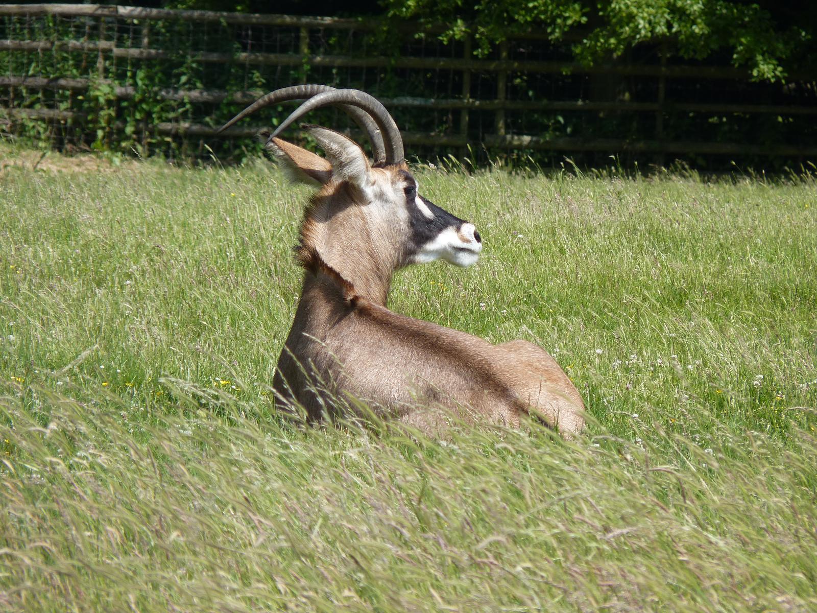 Roan Antelope