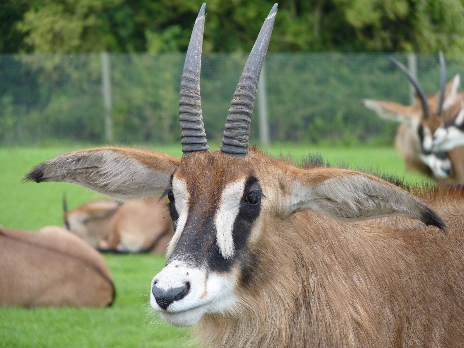Roan Antelope