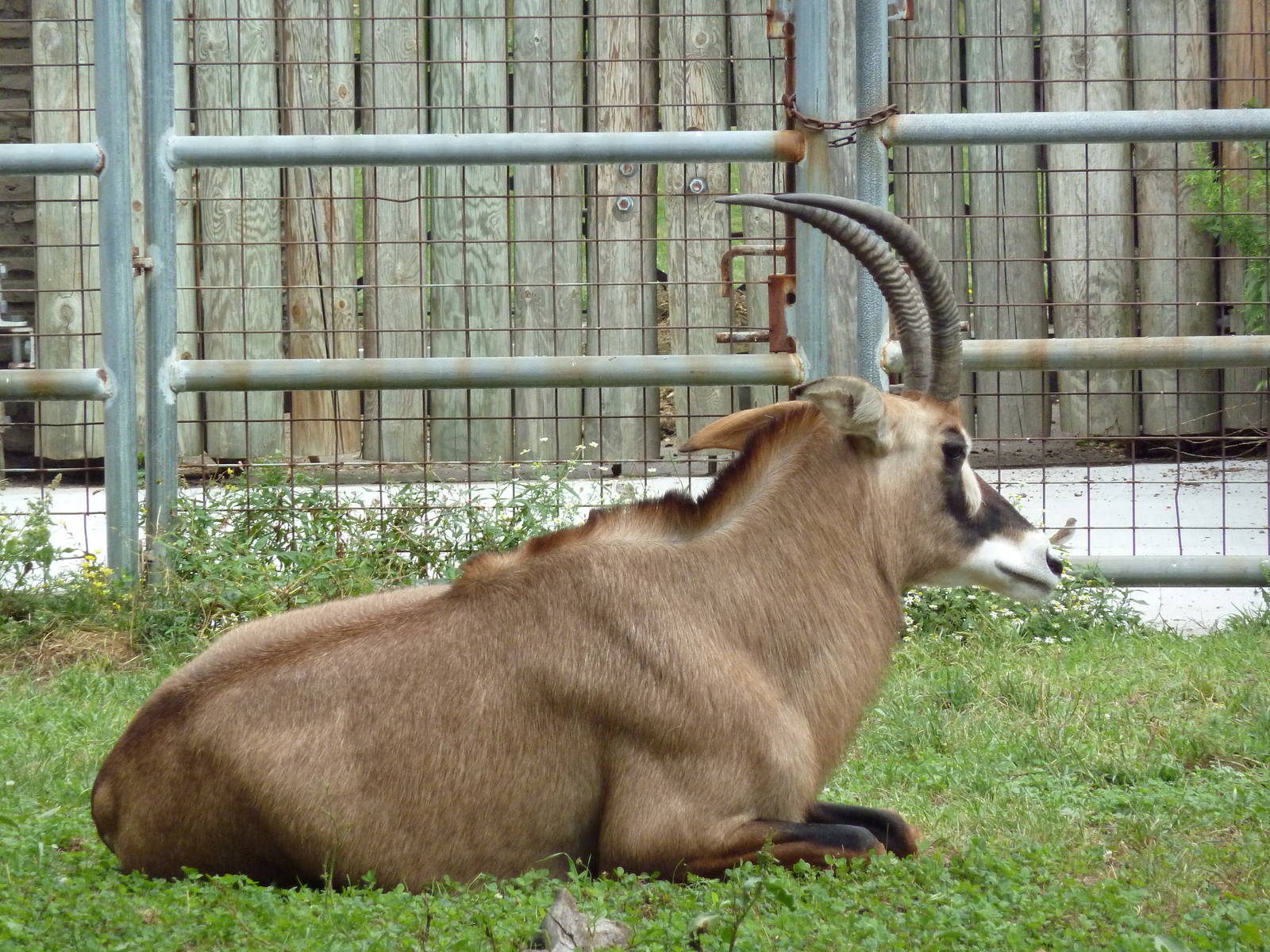 Roan Antelope
