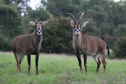 roan antelope