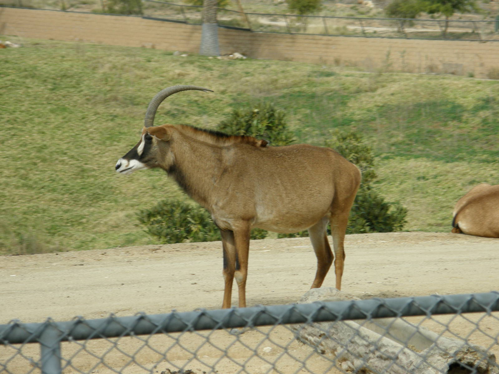 roan antelope