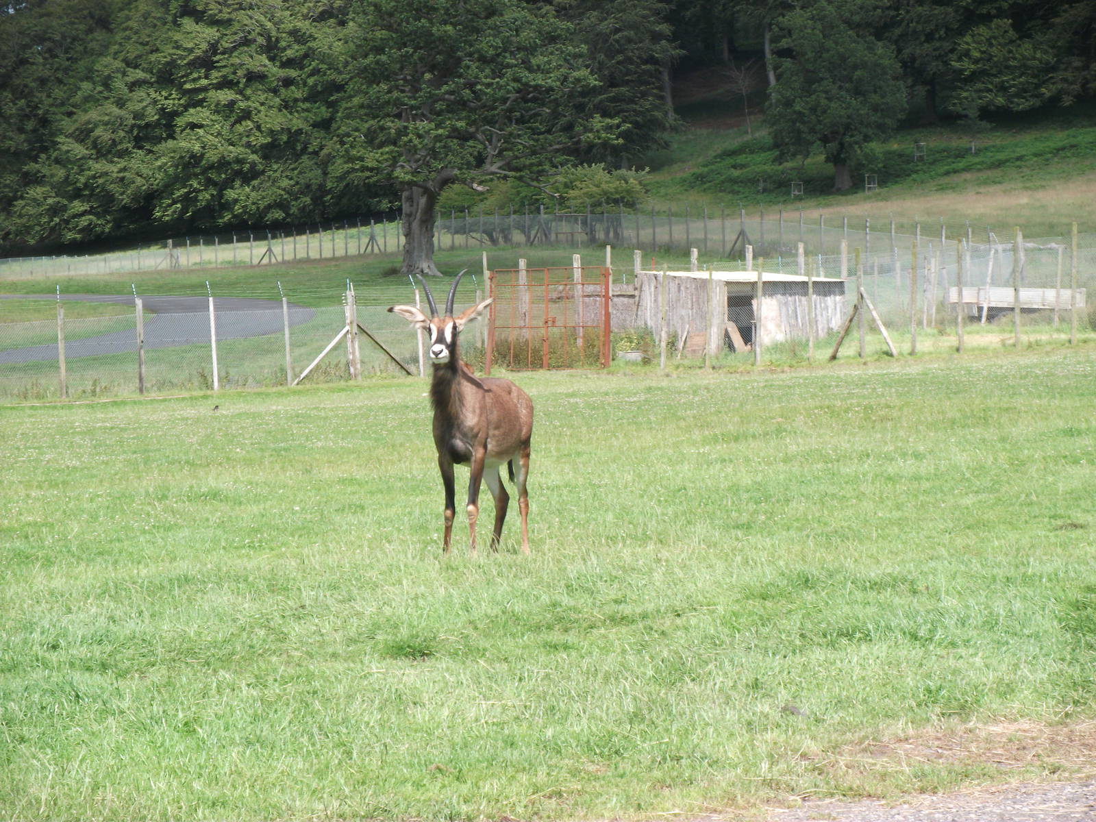 Roan antelope