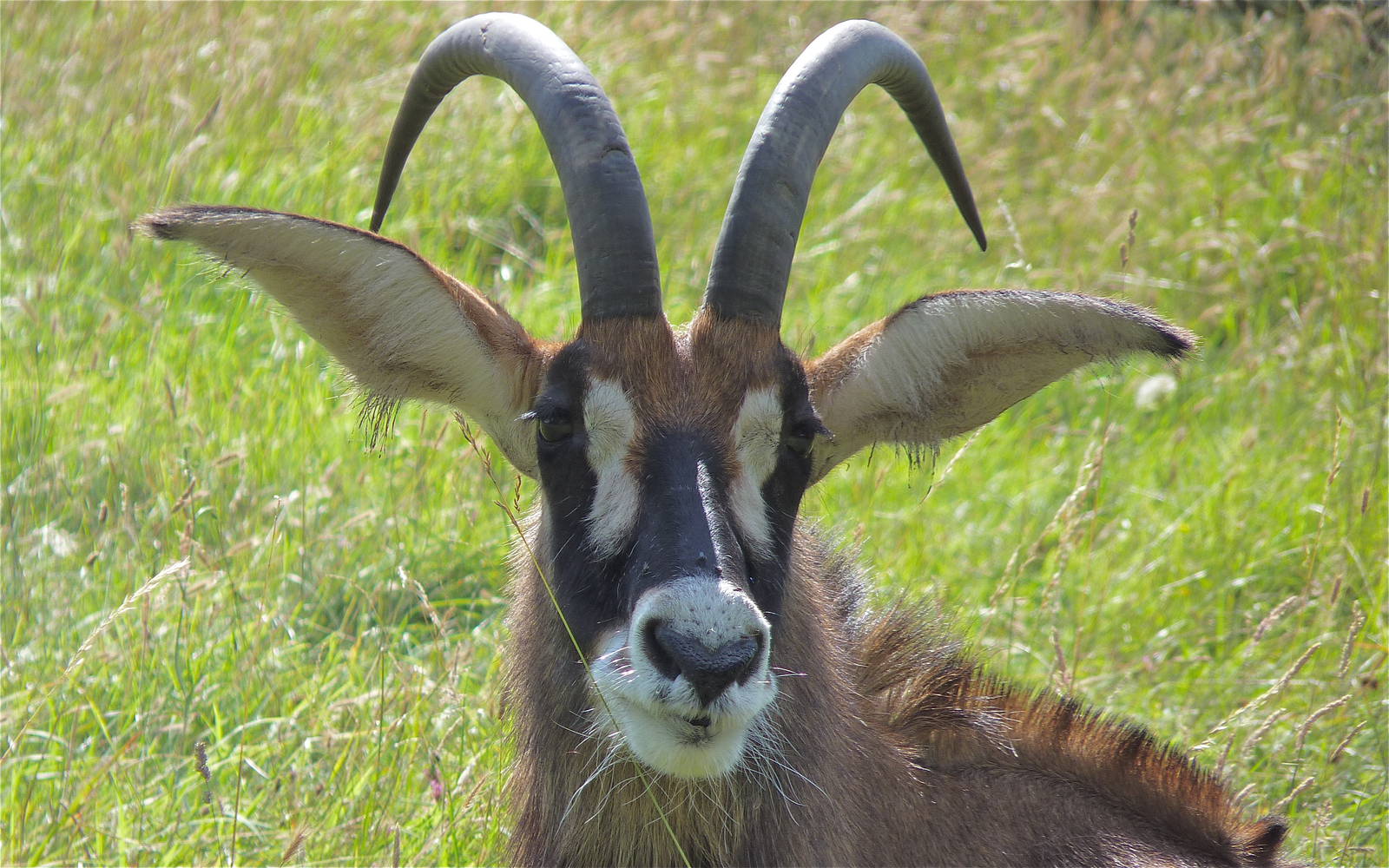 Roan Antelope